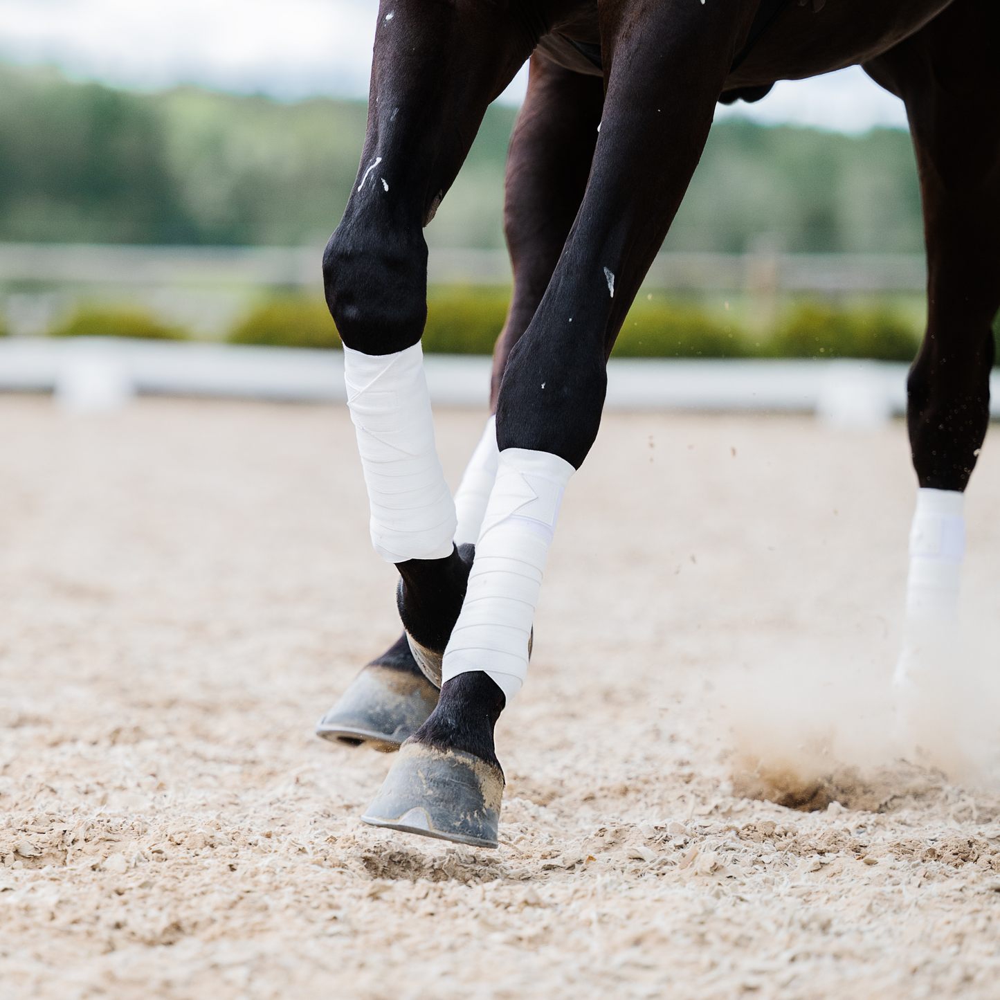White Circulation Exercise Bandages - Limited Edition