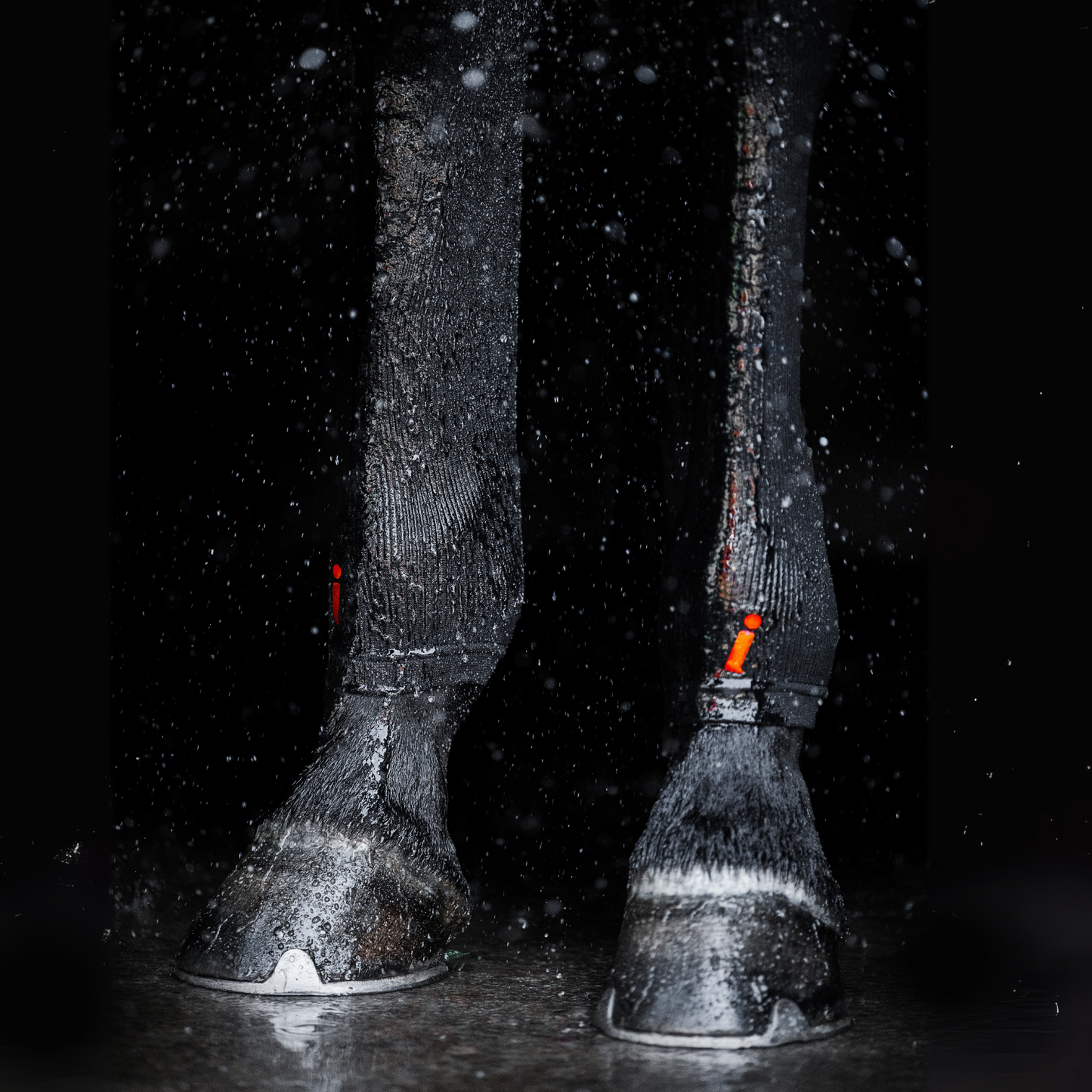 Incrediwear Equine Circulation Hock Sleeves