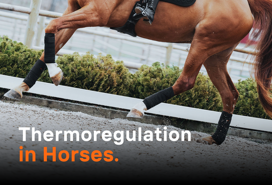 Thermoregulation in Horses and the Role of Incrediwear Equine