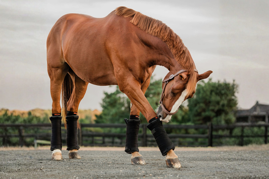 5 Practical Ways to Support Your Senior Horse as Their Routine Changes