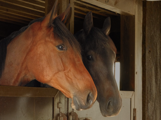 Understanding Hock Injuries in Horses